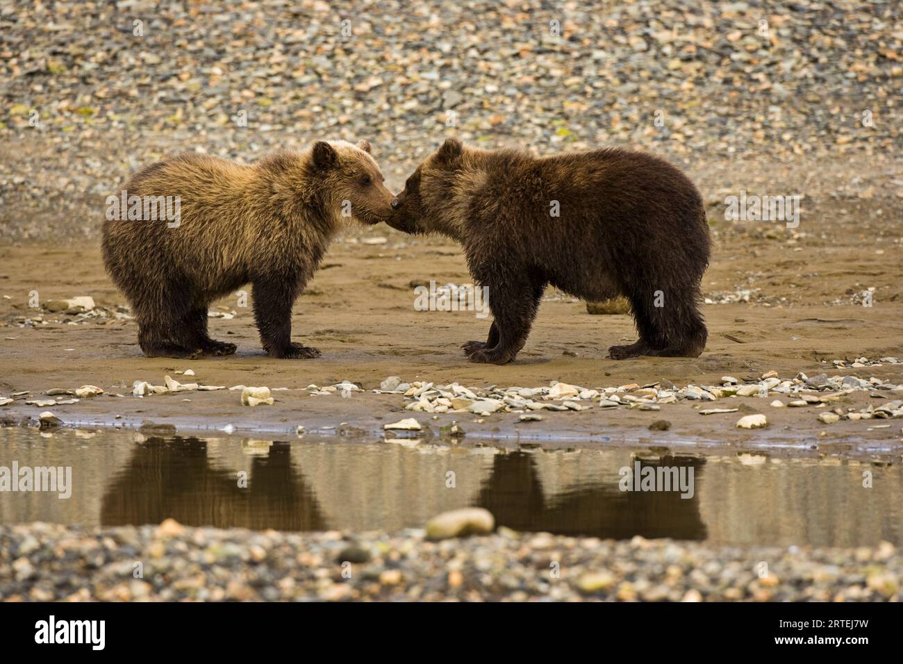 Alaska Peninsula brown bears (Ursus arctos gyas) at Hallo Bay in Katmai National Park and Preserve, Alaska, USA; Alaska, United States of America Stock Photo