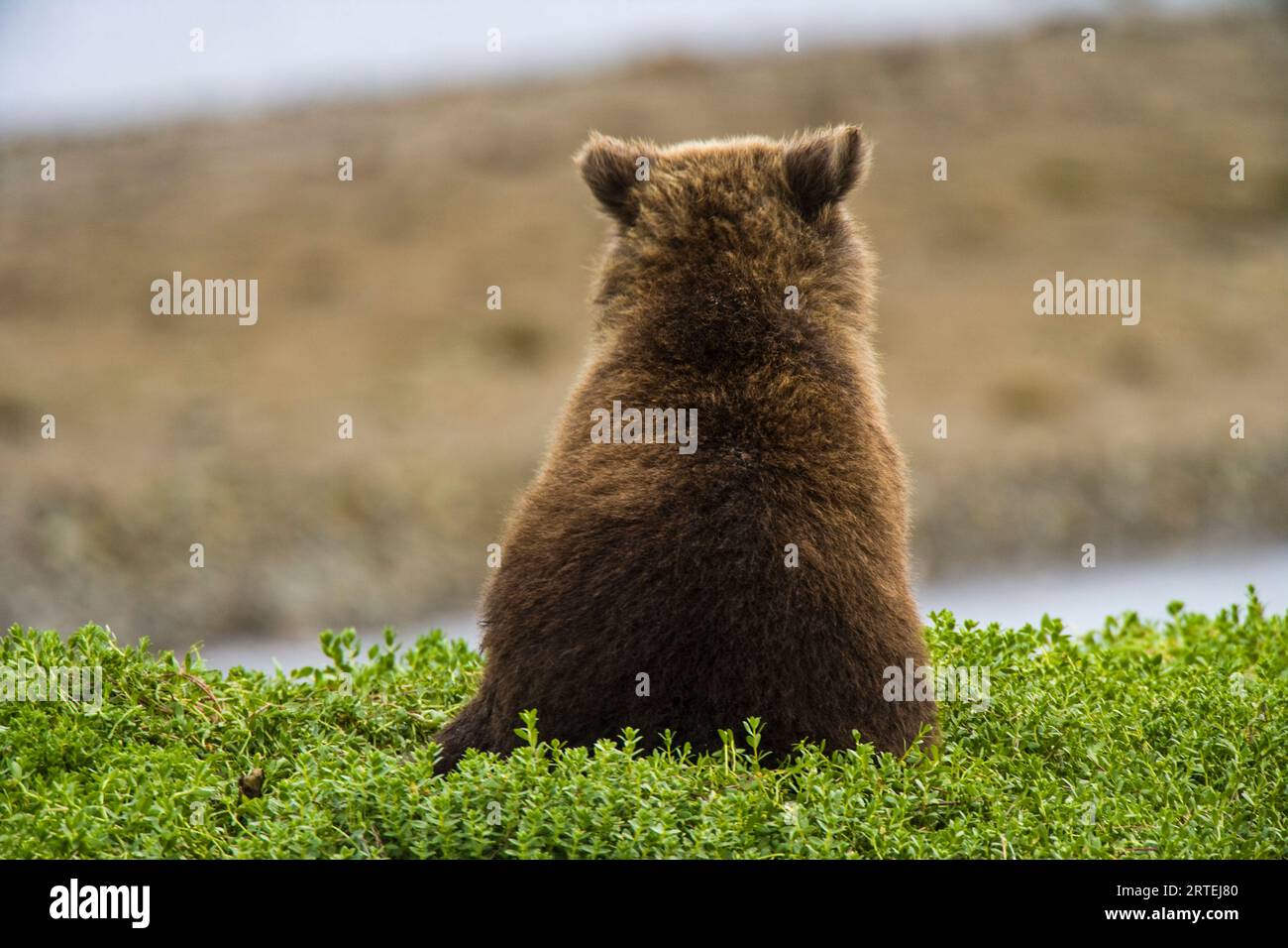 Alaska Peninsula brown bear (Ursus arctos gyas) sitting in vegetation and looking out at Hallo Bay in Katmai National Park and Preserve, Alaska, USA Stock Photo