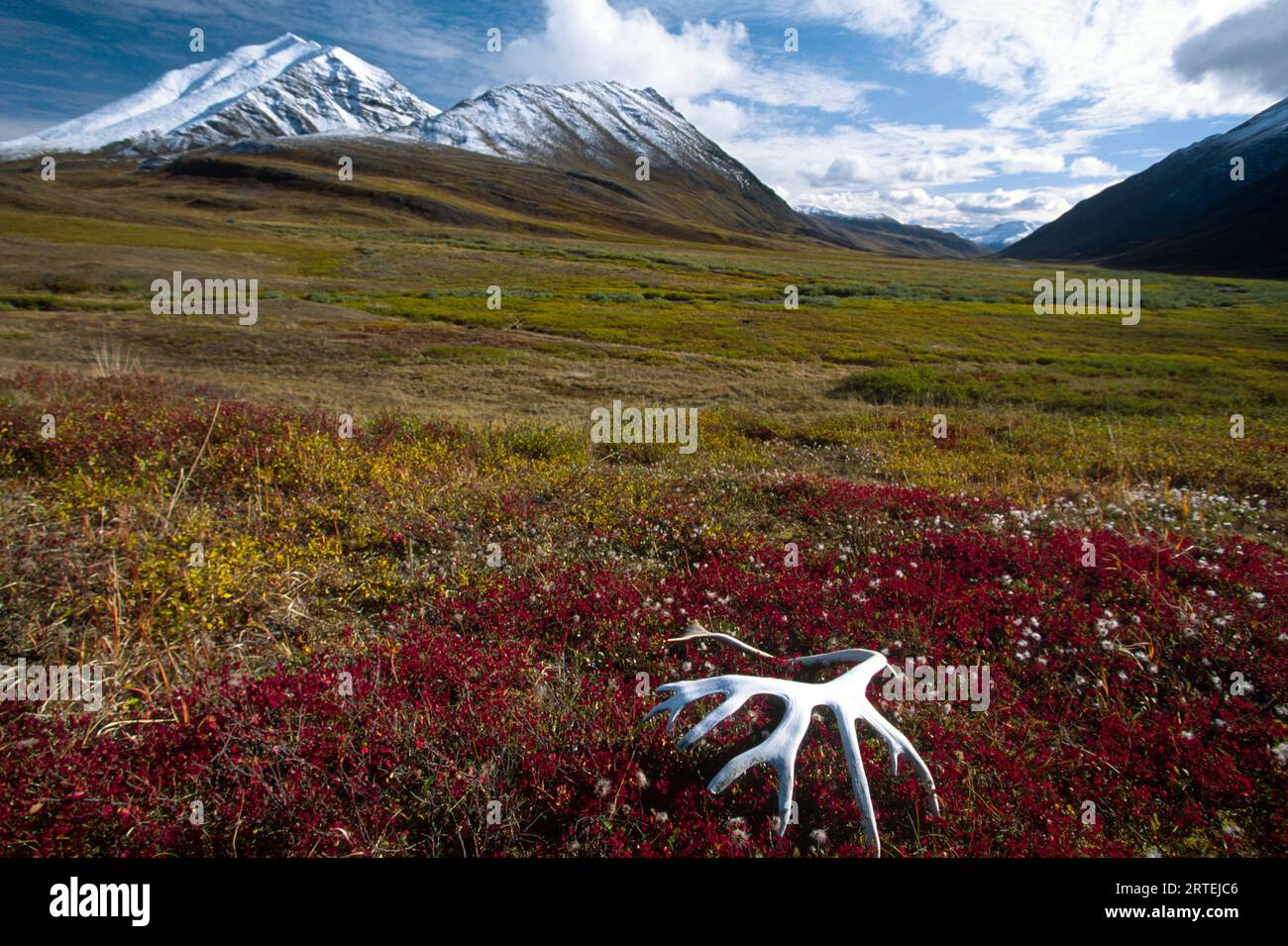 Bleached caribou antlers on tundra, Gates of the Arctic National Park and Preserve, Alaska, USA; Alaska, United States of America Stock Photo