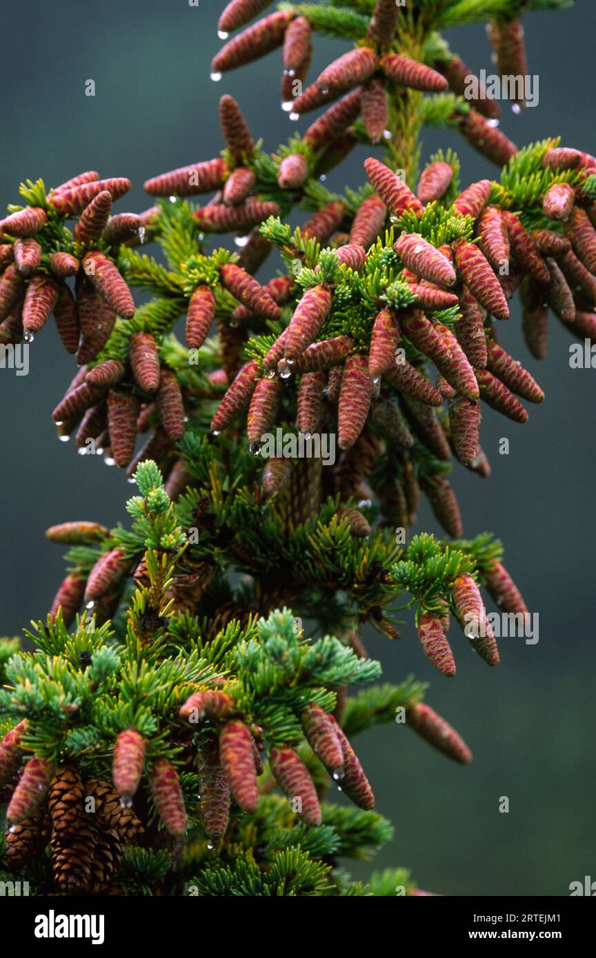 Raindrops glisten on clusters of seed cones on a Sitka spruce tree (Picea sitchensis) in Tongass National Forest, Alaska, USA Stock Photo