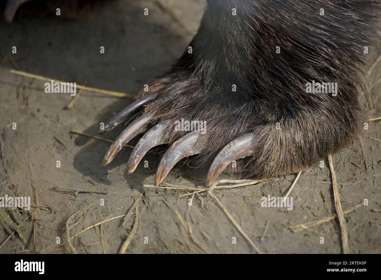 Close view of  a Grizzly Bear's (Ursus arctos horribilis) claws; Kenai Peninsula, Alaska, United States of America Stock Photo