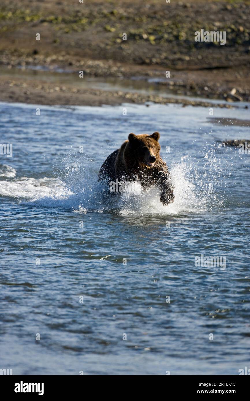 Brown Bear (Ursus arctos) charges through the water in Katmai National Park, Alaska, USA; Alaska, United States of America Stock Photo