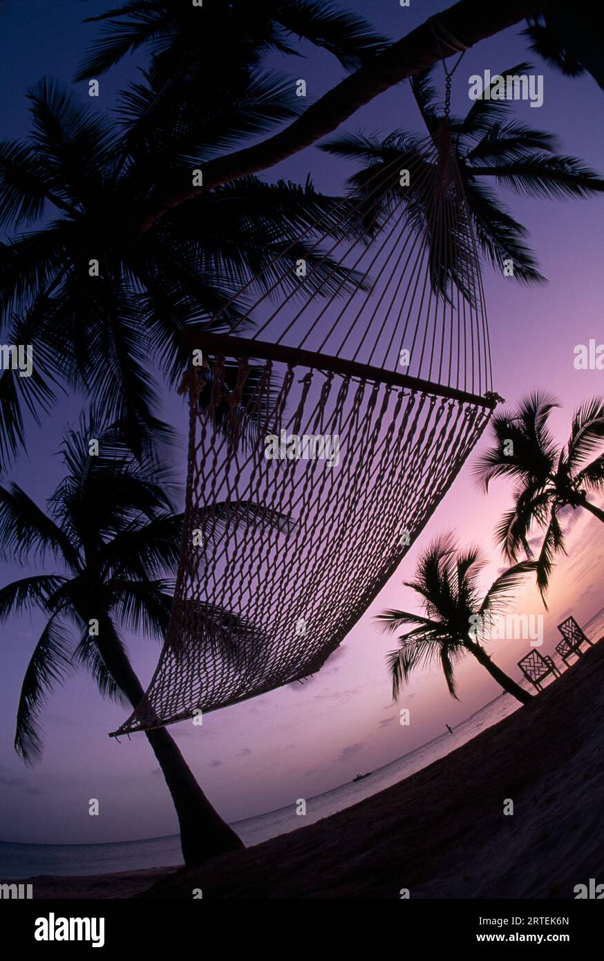 Hammock hangs between two palm trees, silhouetted in the sunset; Key West, Florida, United States of America Stock Photo