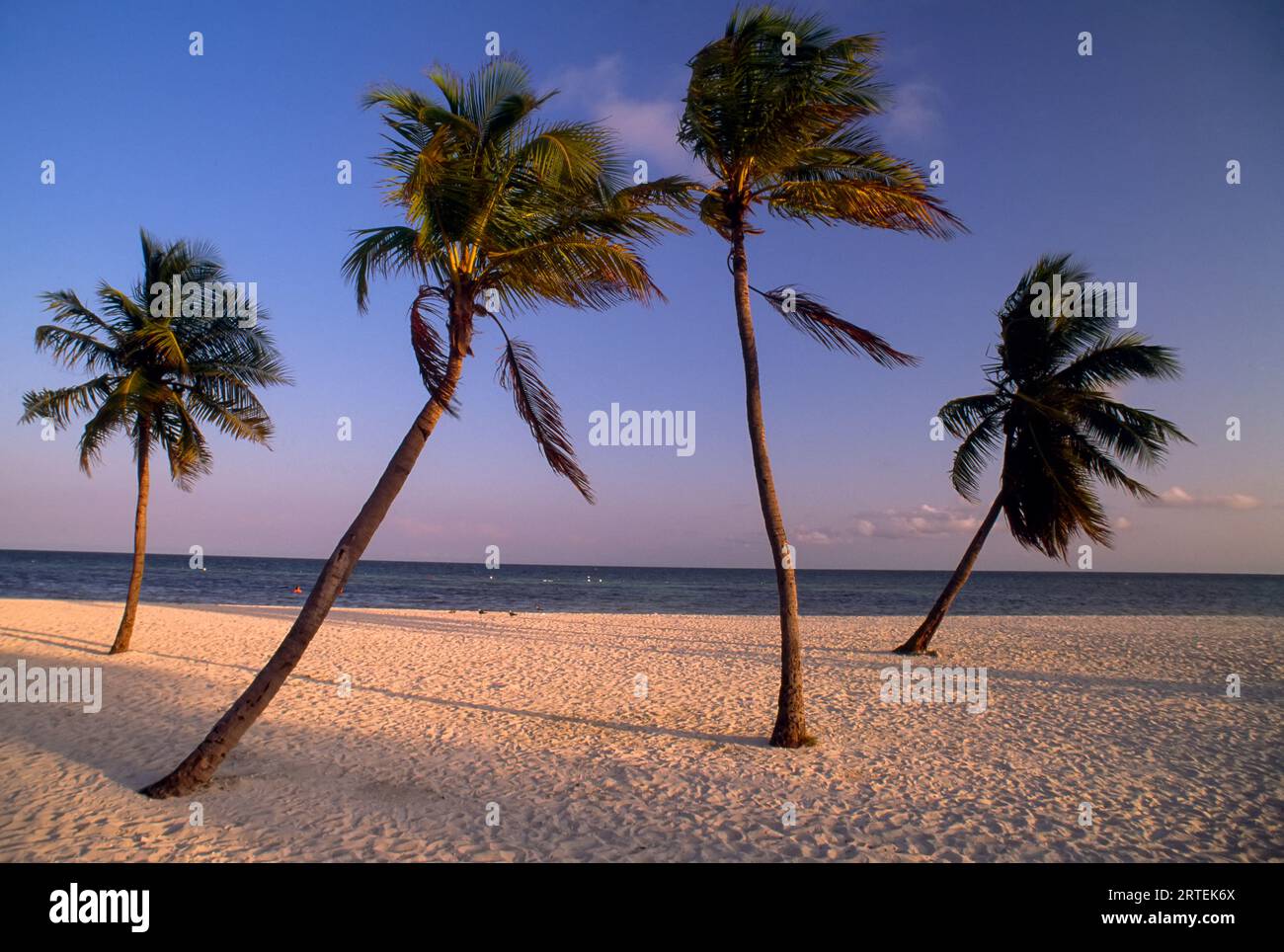 Empty beach with palm trees in Key West, Florida, USA; Key West, Florida, United States of America Stock Photo