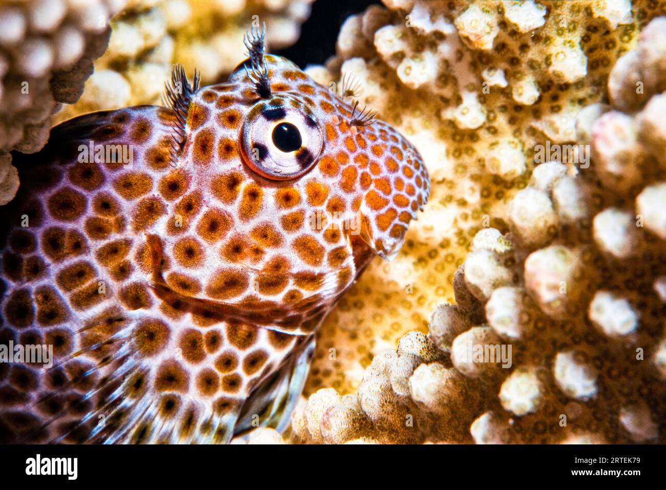 Leopard Blenny (Exallias brevis) in a coral reef of the Pacific Ocean; Hawaii, United States of America Stock Photo