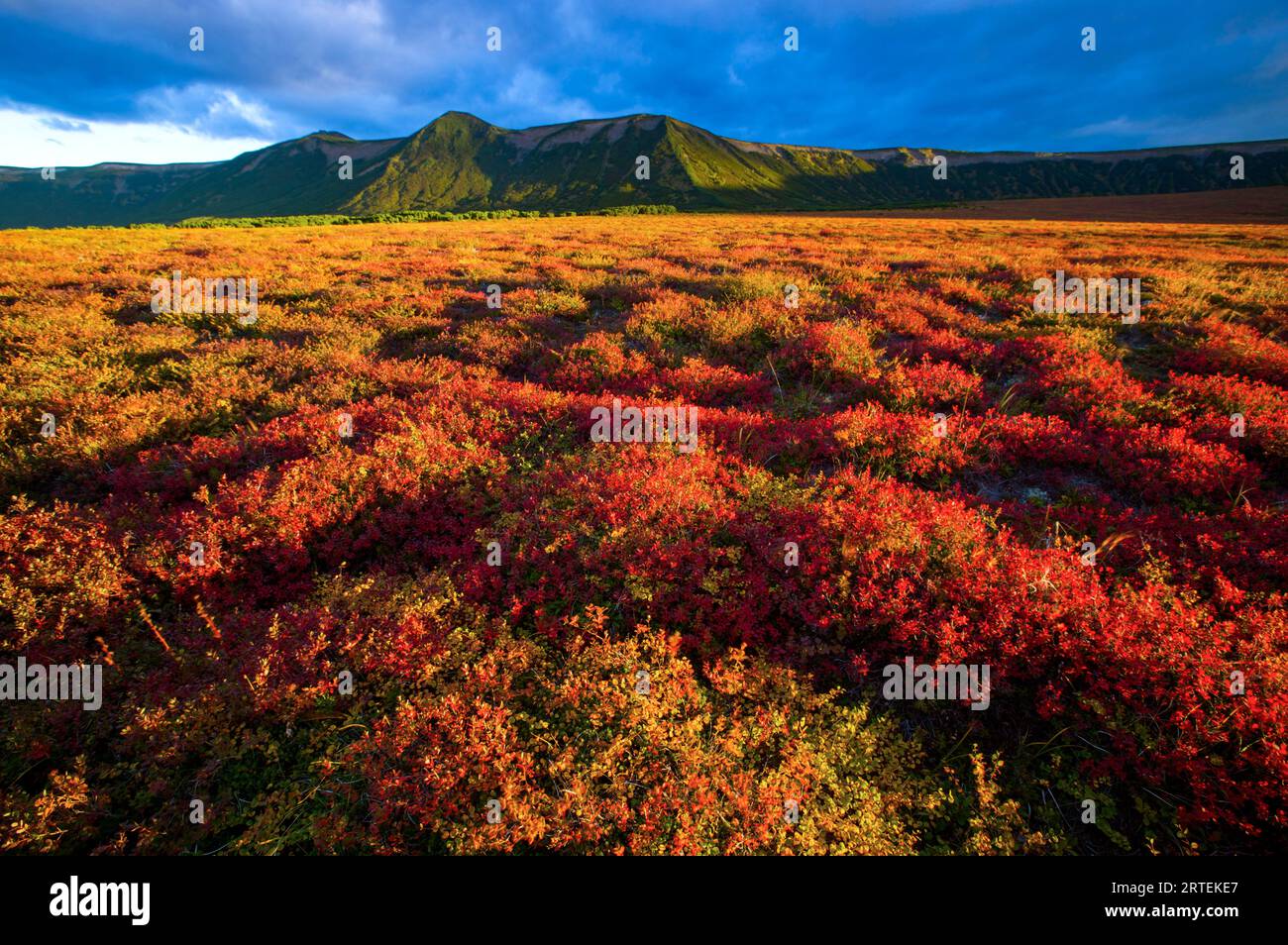 Vibrant coloured tundra at the Uzon caldera, Kronotsky Nature Reserve, Russia; Kronotsky Zapovednik, Kamchatka, Russia Stock Photo