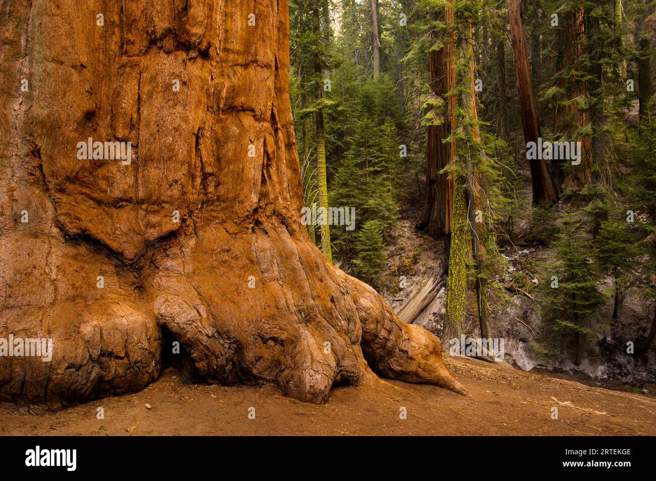 Trunk of a Giant sequoia tree (Sequoiadendron giganteum), Sequoia National Park, California, USA; California, United States of America Stock Photo