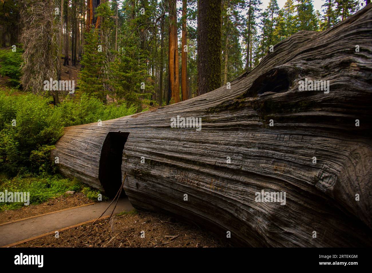 Doorway through the trunk of a Giant sequoia tree (Sequoiadendron giganteum) in Sequoia National Park, California, USA Stock Photo