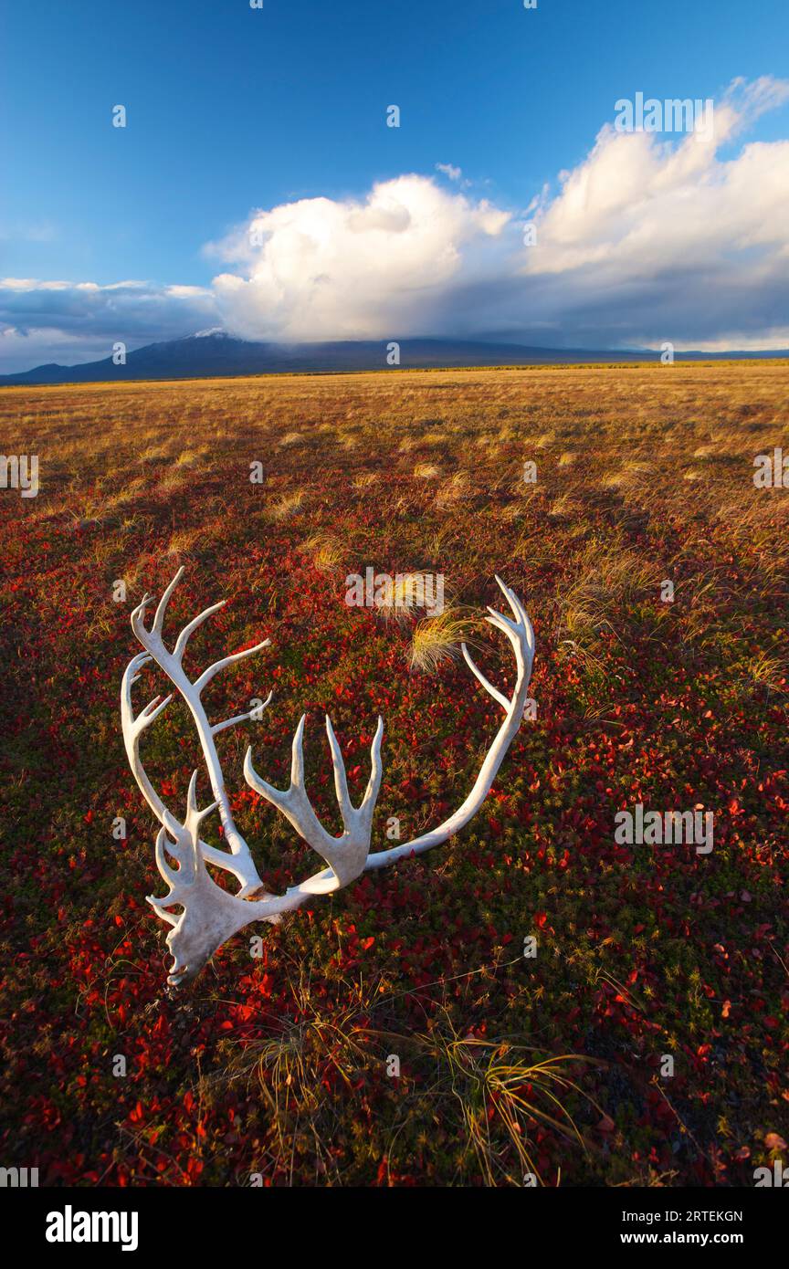 Caribou antlers in a tundra landscape; Kronotsky Zapovednik, Kamchatka, Russia Stock Photo