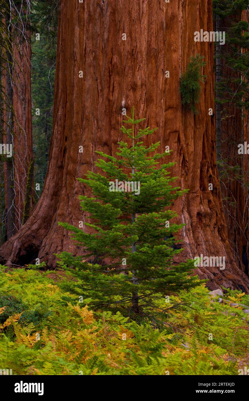 Trunk of a Giant sequoia tree (Sequoiadendron giganteum) and a small evergreen tree in Sequoia National Park, California, USA Stock Photo