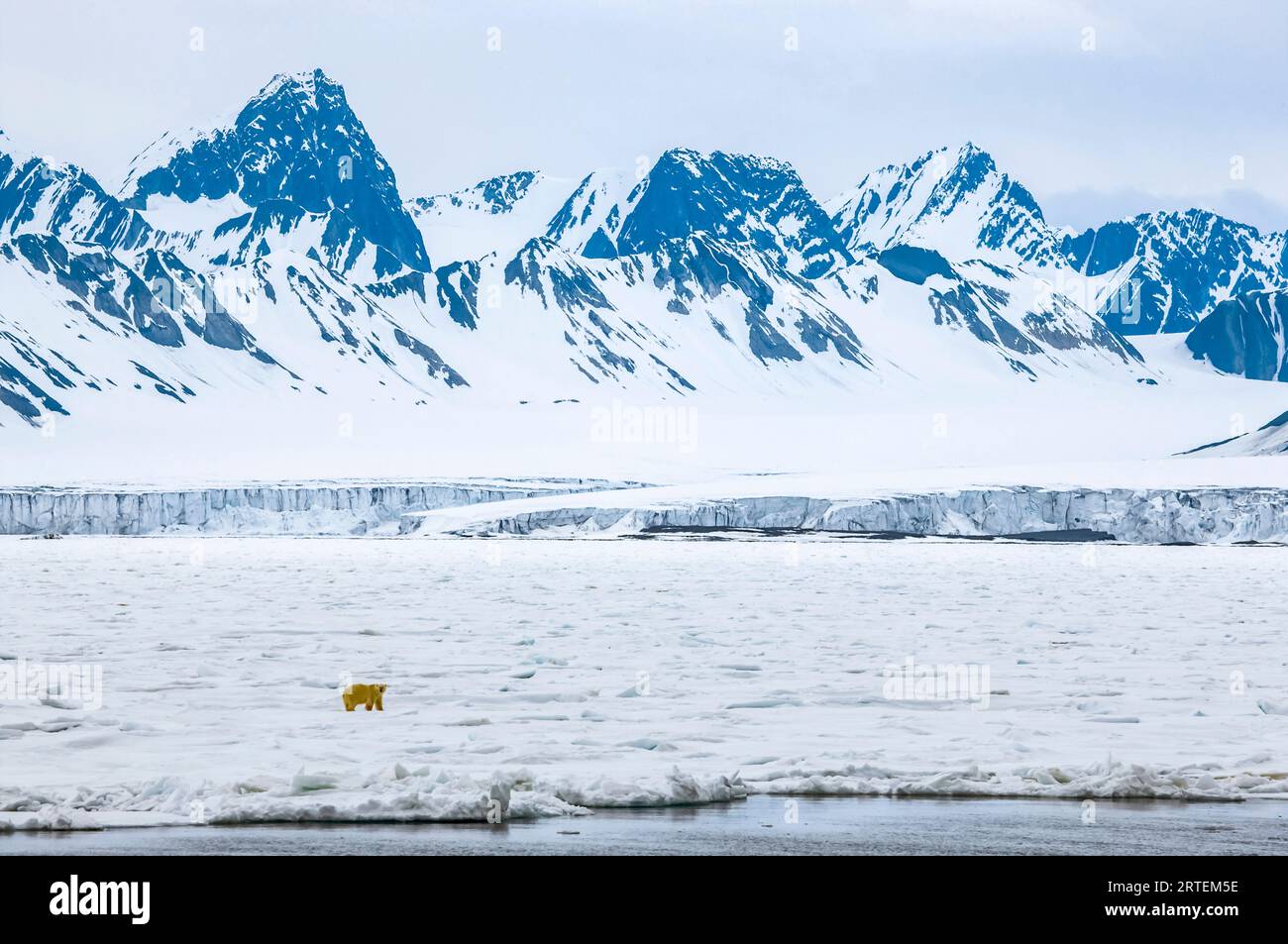 Polar bear (Ursus maritimus) on the ice in Tempelfjorden; Svalbard Archipelago, Norway Stock Photo