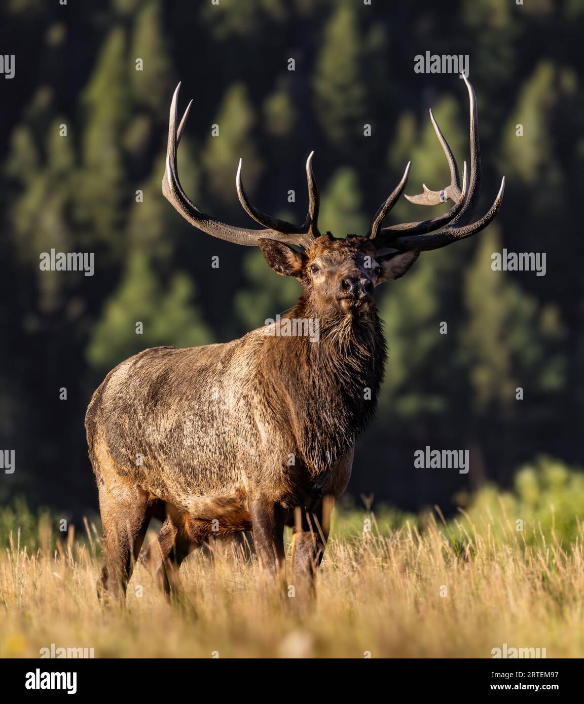 Imperial bull Rocky Mountain Elk - cervus canadensis - with dried mud on hair during fall elk rut, Rocky Mountain National Park, Colorado Stock Photo