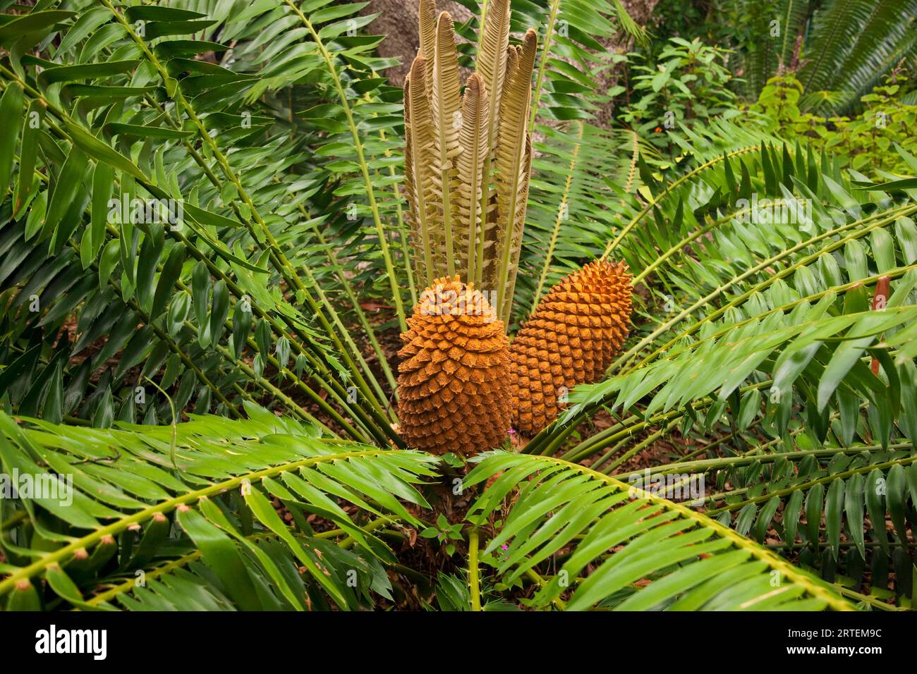 Growths resembling pine cones in a large, fern-like plant; Cape Town, South Africa Stock Photo