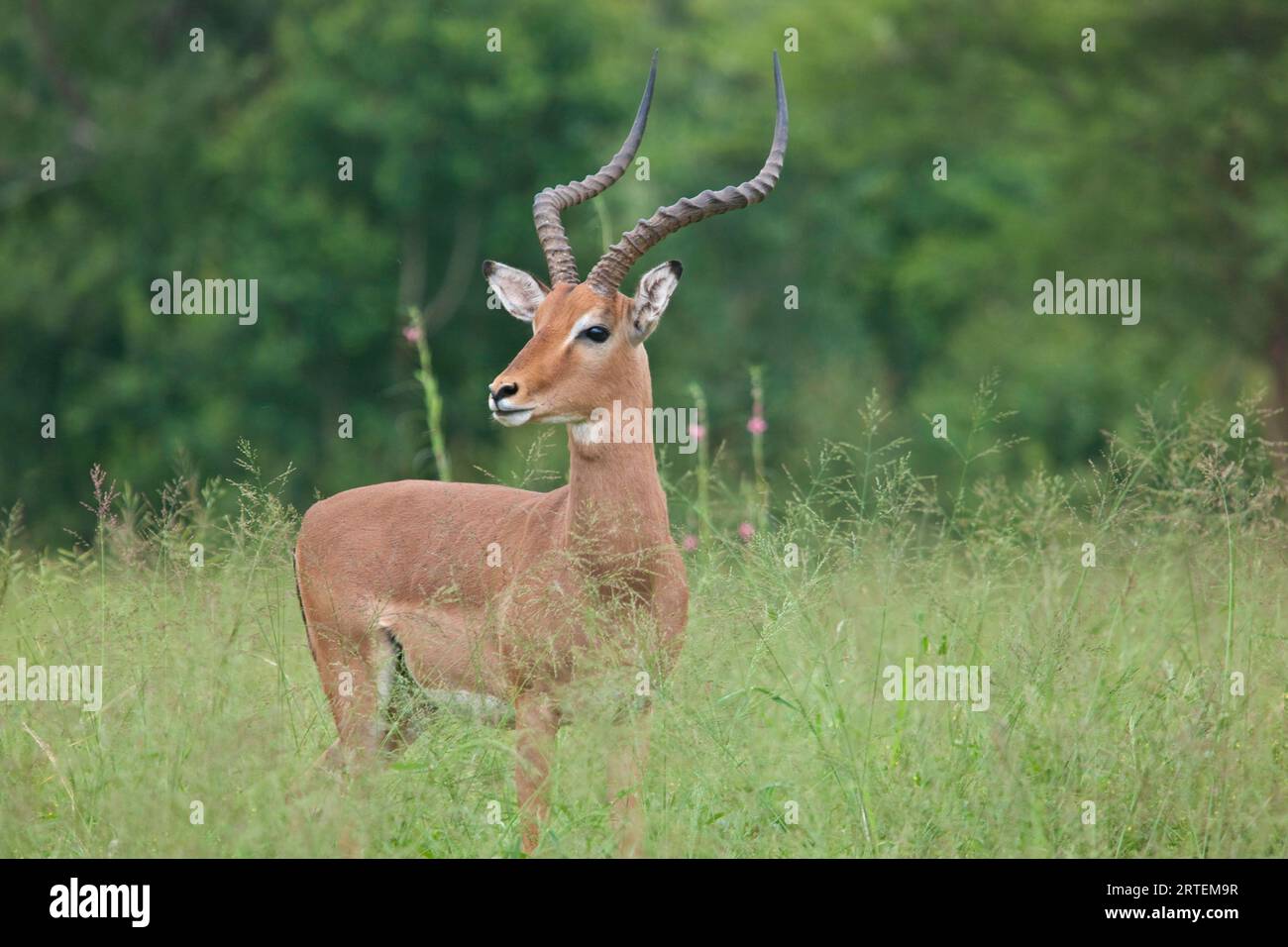 An antelope stands listening in Hluhluwe–Imfolozi Park; South Africa Stock Photo