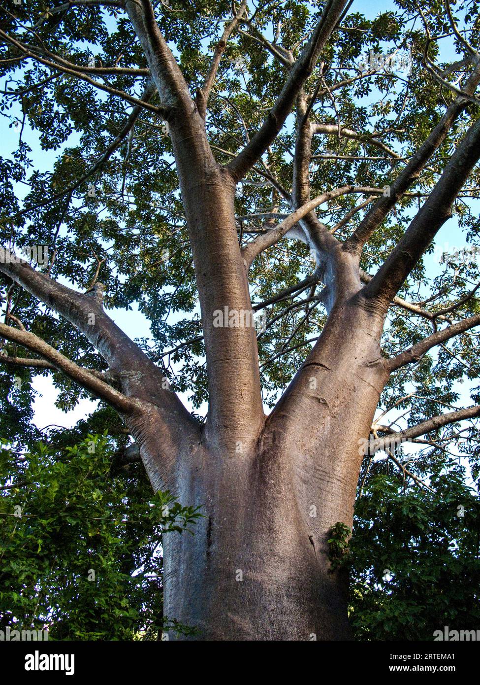 Large Baobab tree (Adansonia) in Mozambique; Mayotte, M'Bouzi Island, Mozambique Stock Photo