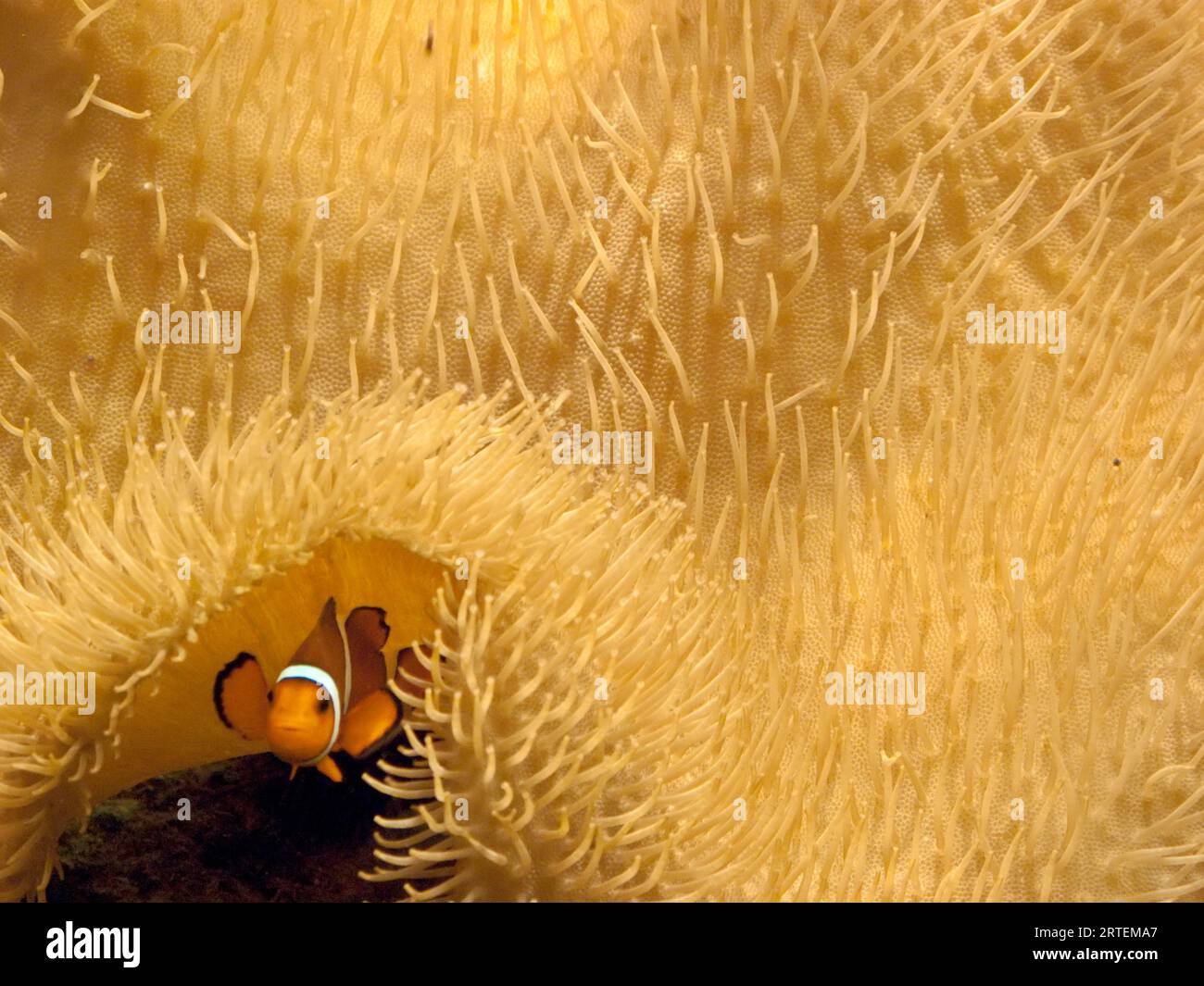 Clownfish swims under a sea anemone in Mossel Bay; Mossel Bay, South Africa Stock Photo
