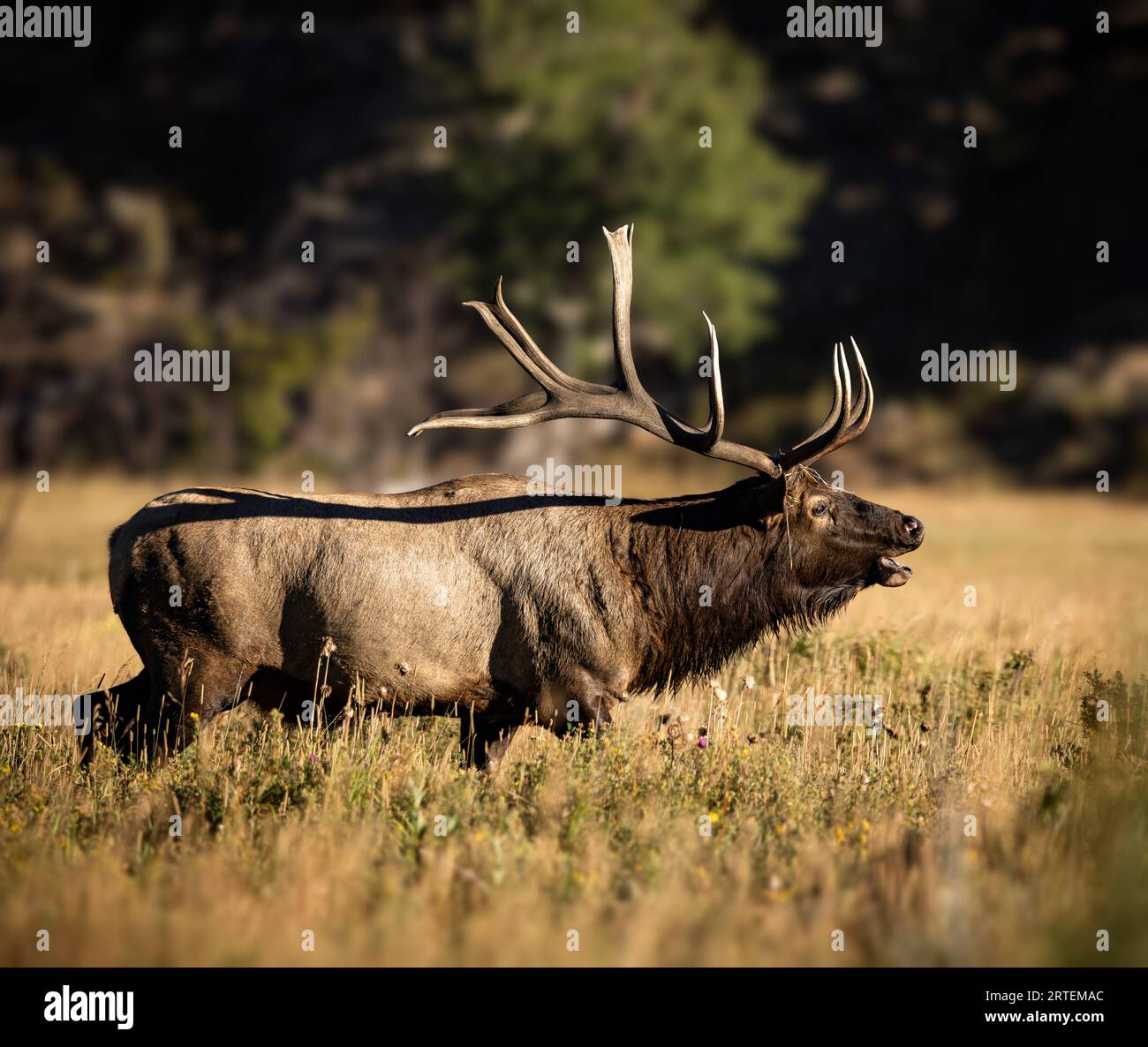 Imperial Rocky Mountain bull elk - cervus canadensis - walking in meadow while bugling during fall elk rut Rocky Mountain National Park, Colorado Stock Photo