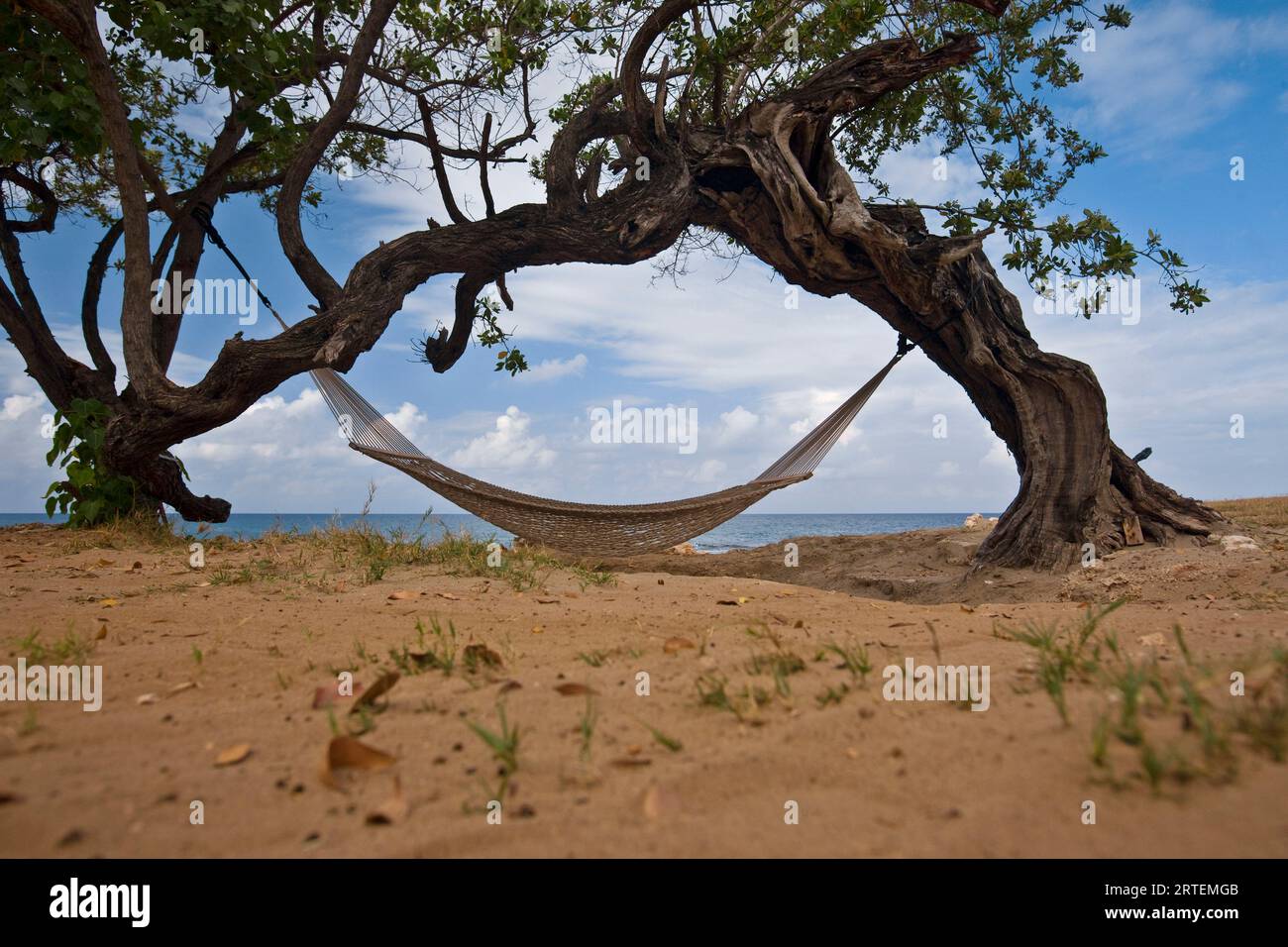 Hammock hangs from gnarled trees at Treasure Beach on the island of ...