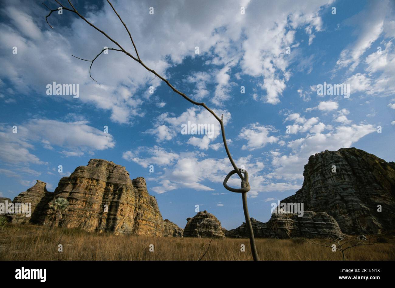 Knotted branch grows in front of a vast sky and rock formations; Republic of Madagascar, Africa Stock Photo