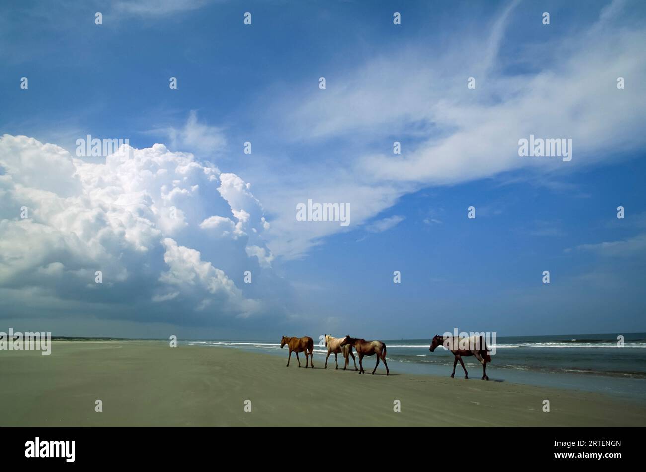 Wild horses roaming a coast beach, Sea Islands, Georgia, USA; Cumberland Island, Sea Islands, Georgia, United States of America Stock Photo