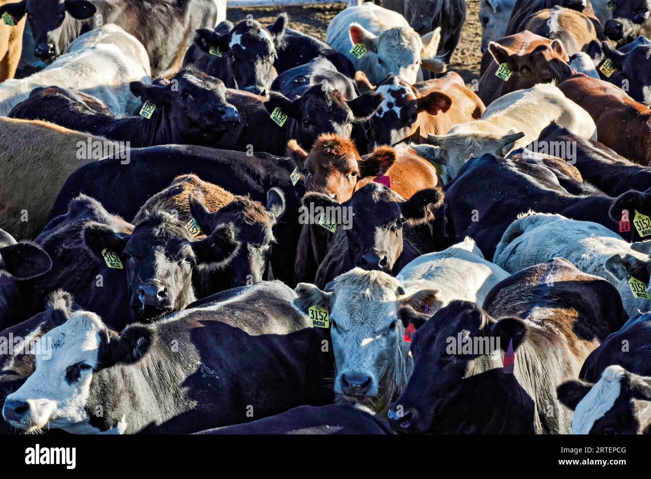 Cattle feedlot america hires stock photography and images Alamy