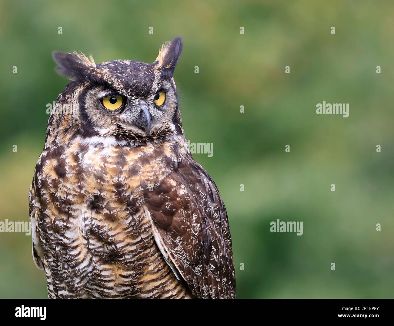 Great-horned Owl portrait isolated on green background, Quebec, Canada Stock Photo