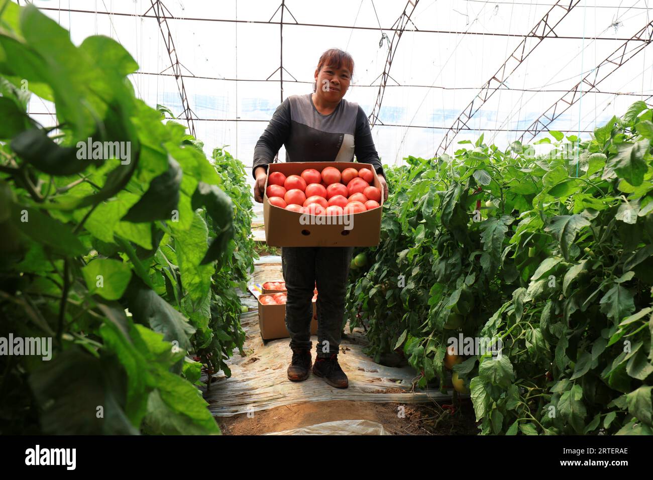 LUANNAN COUNTY, Hebei Province, China - April 29, 2019: A lady is picking tomatoes in the greenhouse. Stock Photo