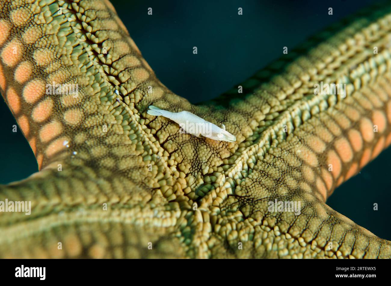Rounded Sea Star Shrimp, Zenopontonia noverca, on Brown Mesh Sea Star, Nardoa galatheae, Coral Wall dive site, near Blue Lagoon, Padangbai, near Candi Stock Photo