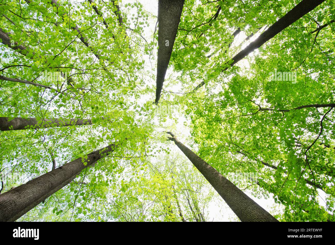 Low angle view of Yellow Poplar and Sugar Maple trees in springtime Stock Photo