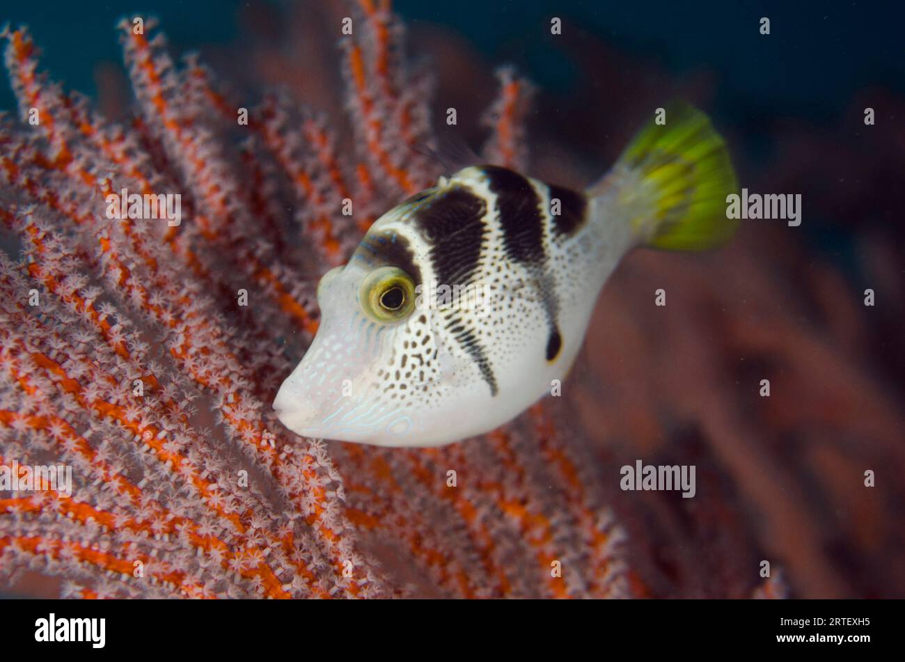 Mimic Filefish, Paraluteres prionurus, mimic the highly poisonous pufferfish Saddled Puffer, Canthigaster valentini, by sea fan, Jetty dive site, Pada Stock Photo