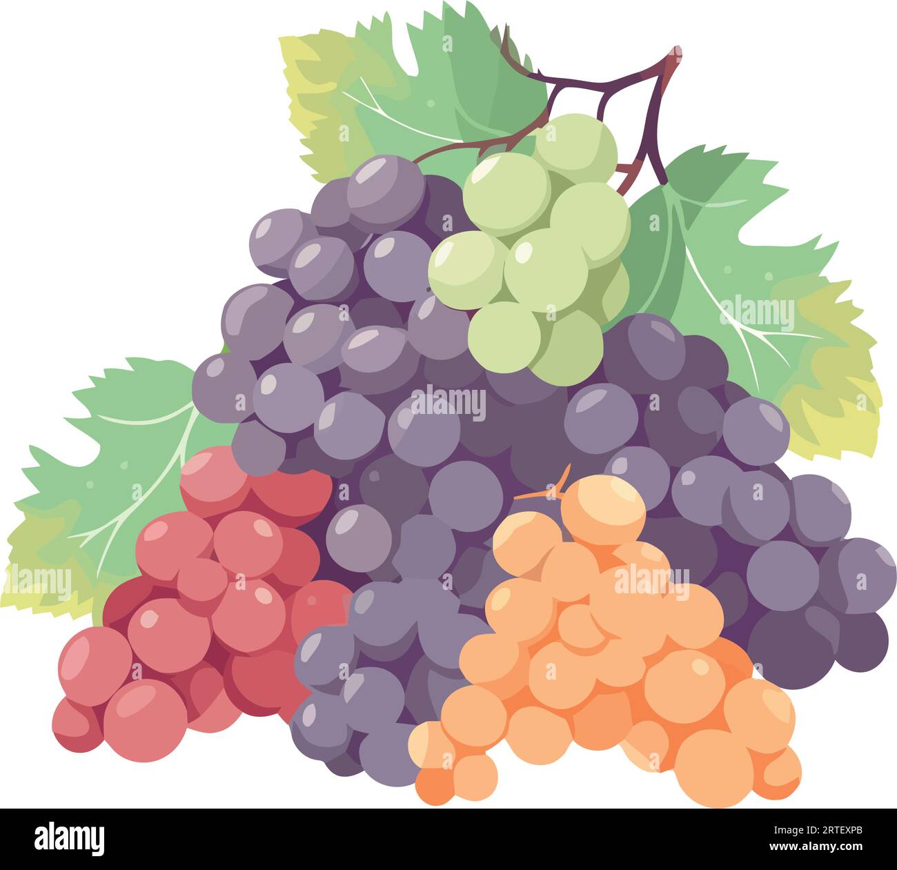Grape fresh close up Stock Vector Images - Alamy
