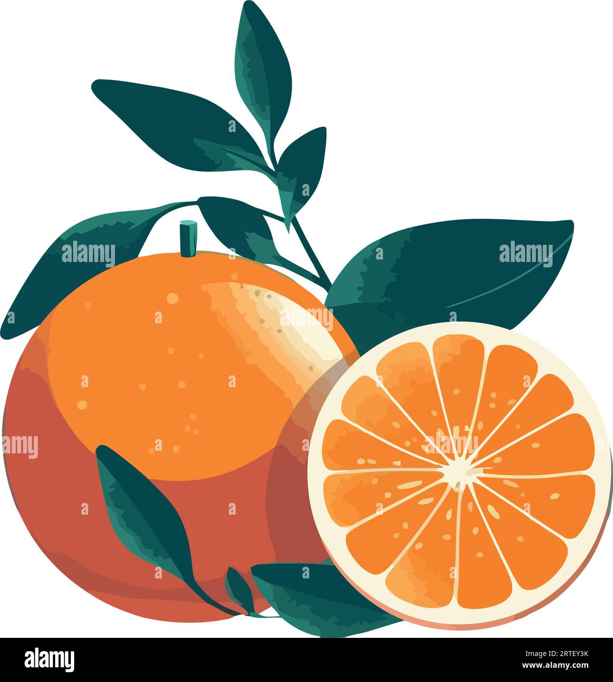 Juicy citrus fruits symbolize healthy eating habits Stock Vector Image