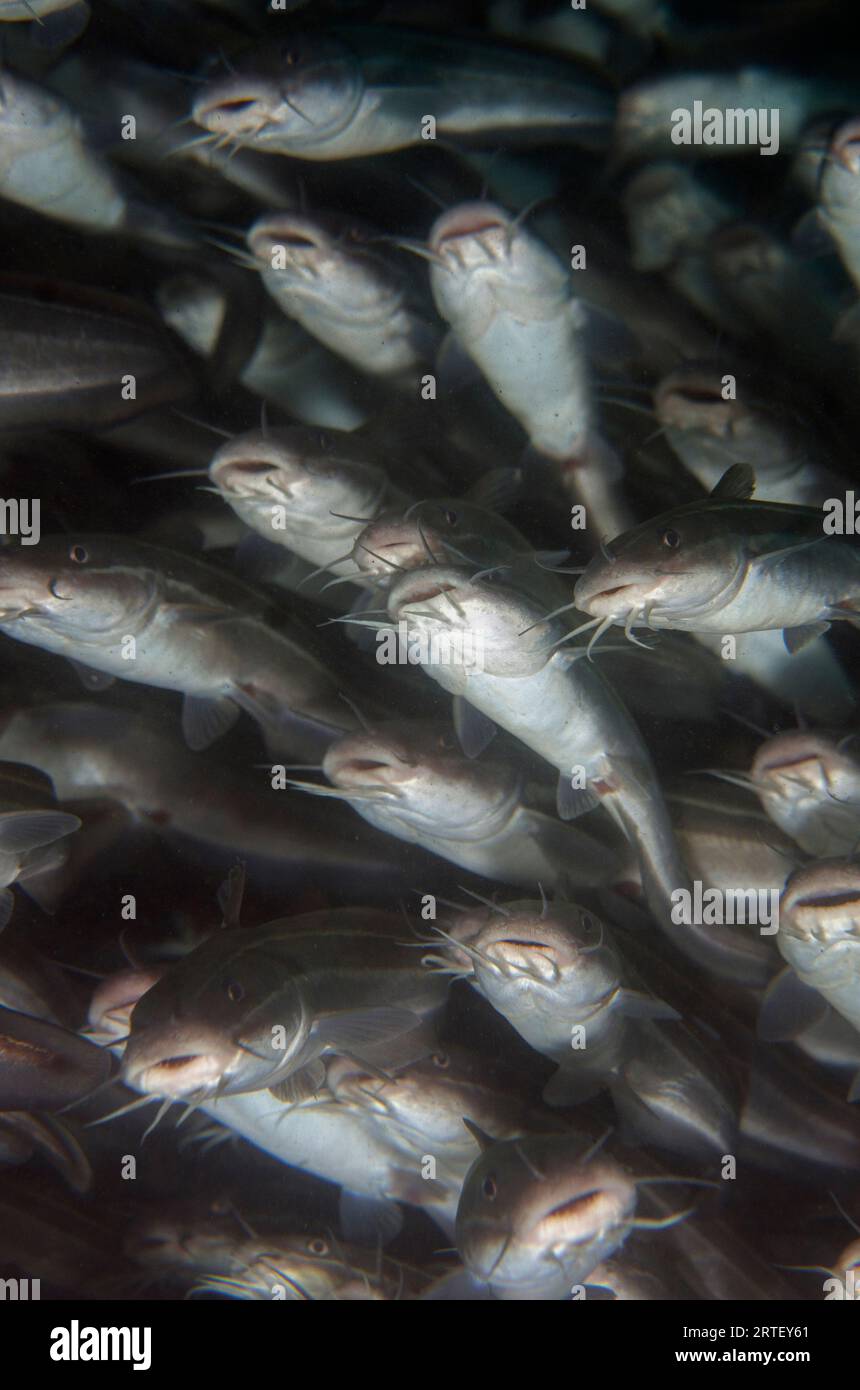 School of Striped Catfish, Plotosus lineatus, Jetty dive site, Padangbai, near Candidasa, Bali, Indonesia Stock Photo