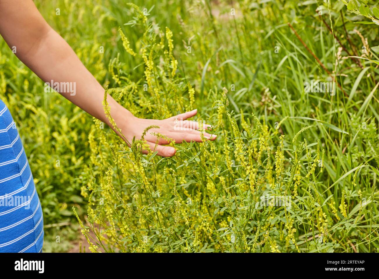 Touching the grass Stock Photo - Alamy