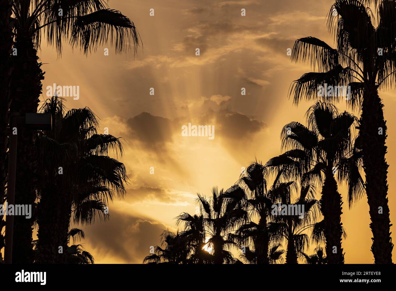 Silhouettes of palm trees against sunset sky Stock Photo - Alamy