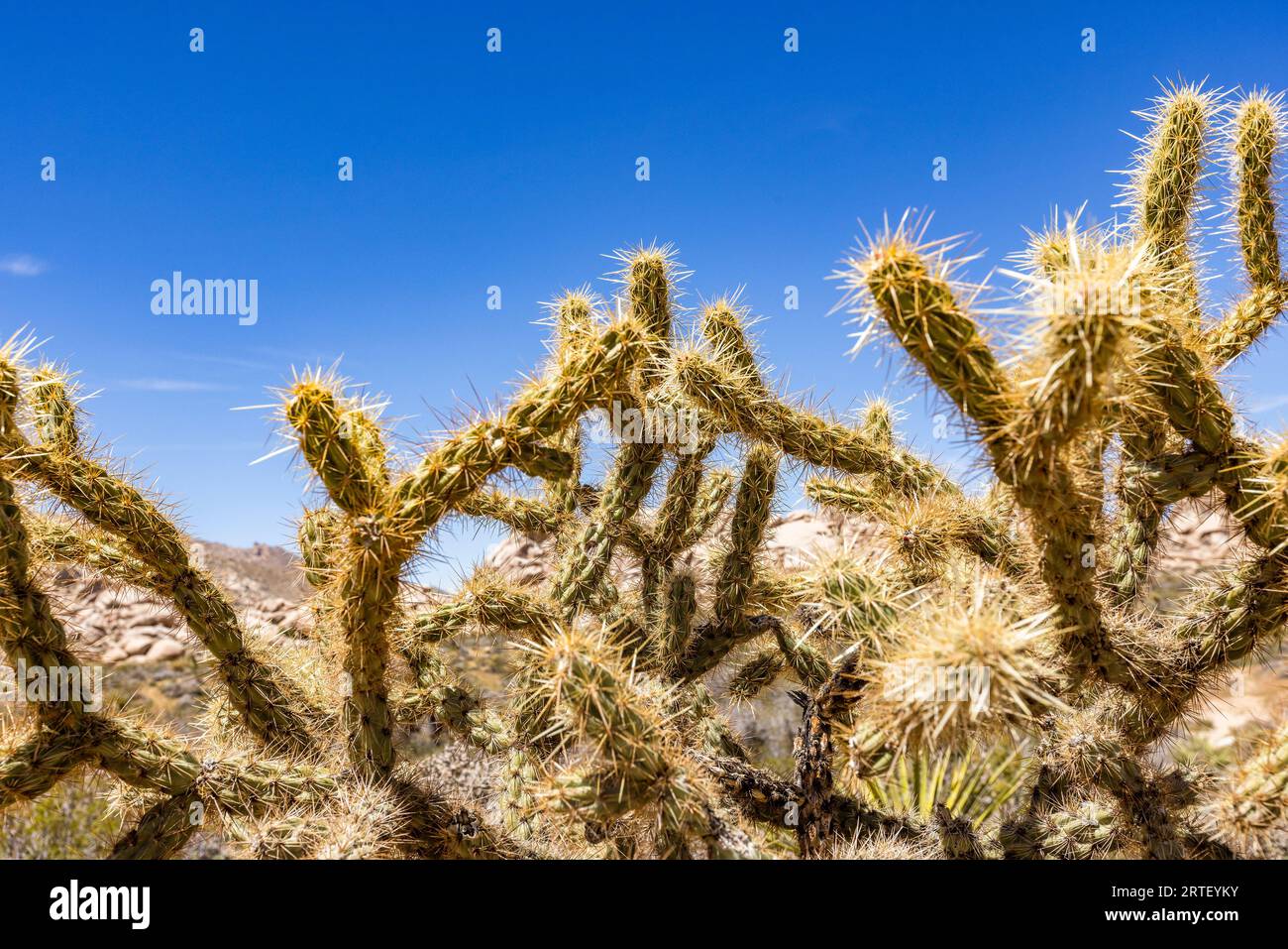 USA, California, Barstow, San Bernardino County, Mojave National Preserve, Staghorn Cholla cactus in remote desert Stock Photo