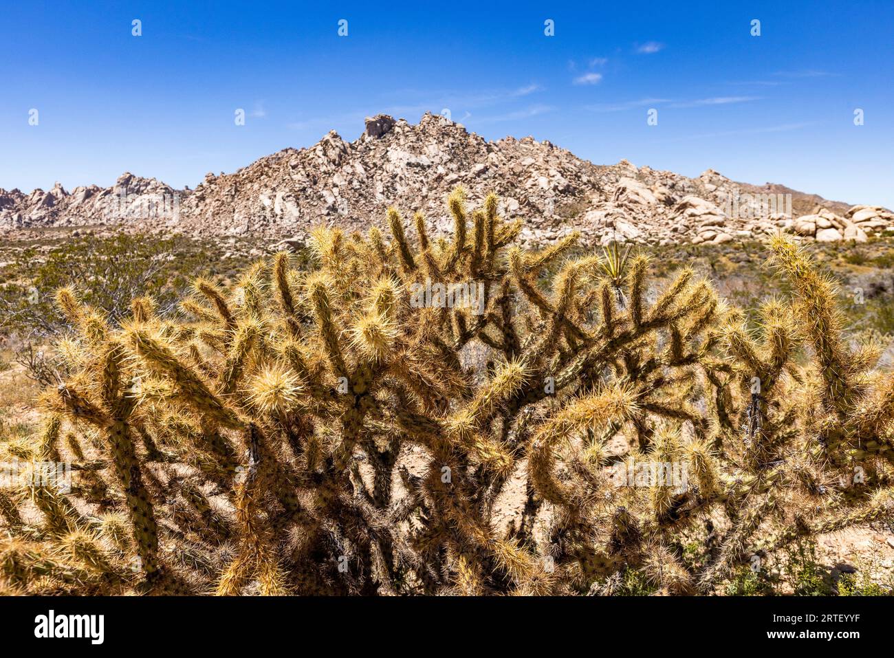 USA, California, Barstow, San Bernardino County, Mojave National Preserve, Staghorn Cholla cactus in Mojave desert Stock Photo