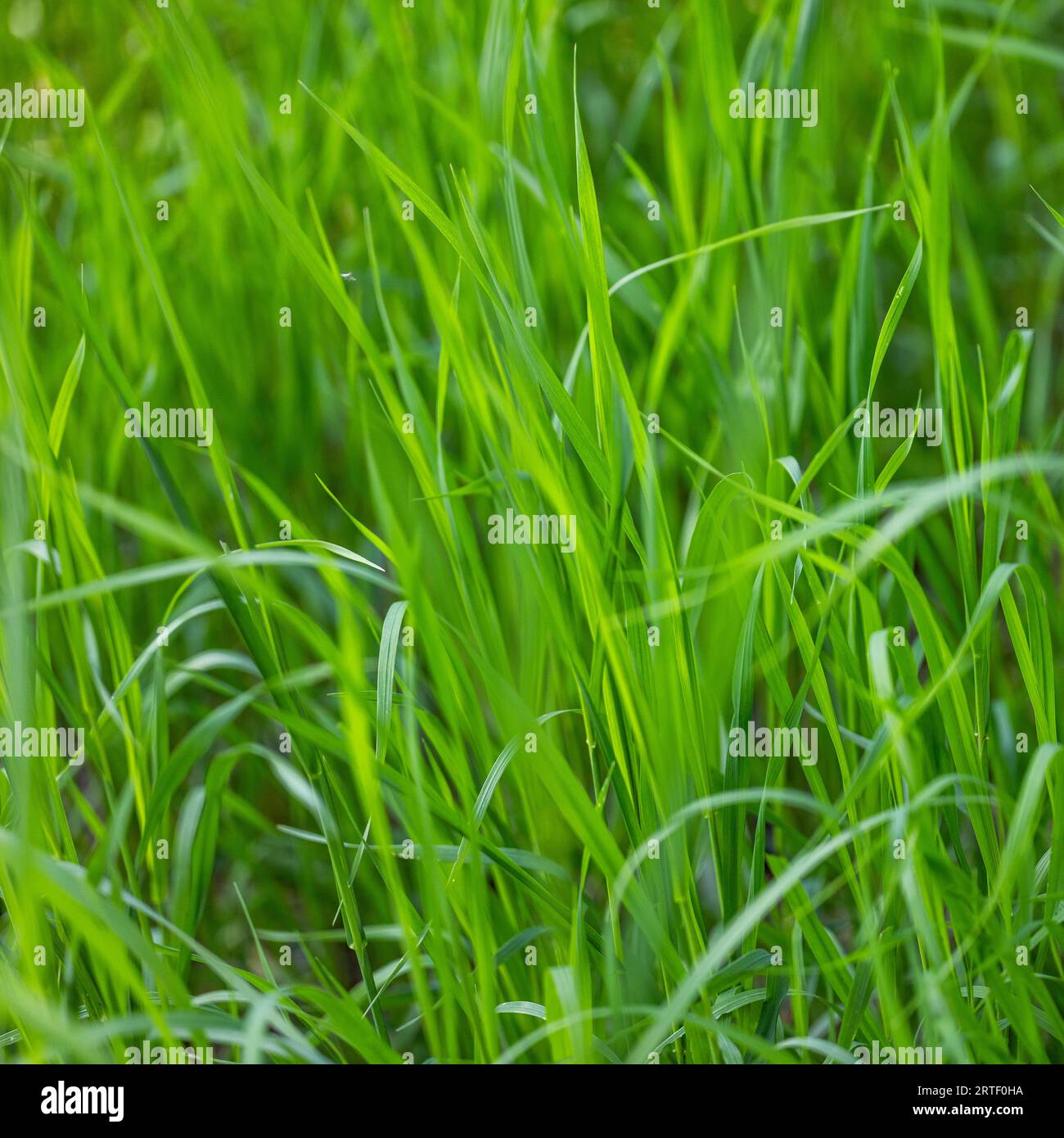 Full frame of green blades of grass Stock Photo