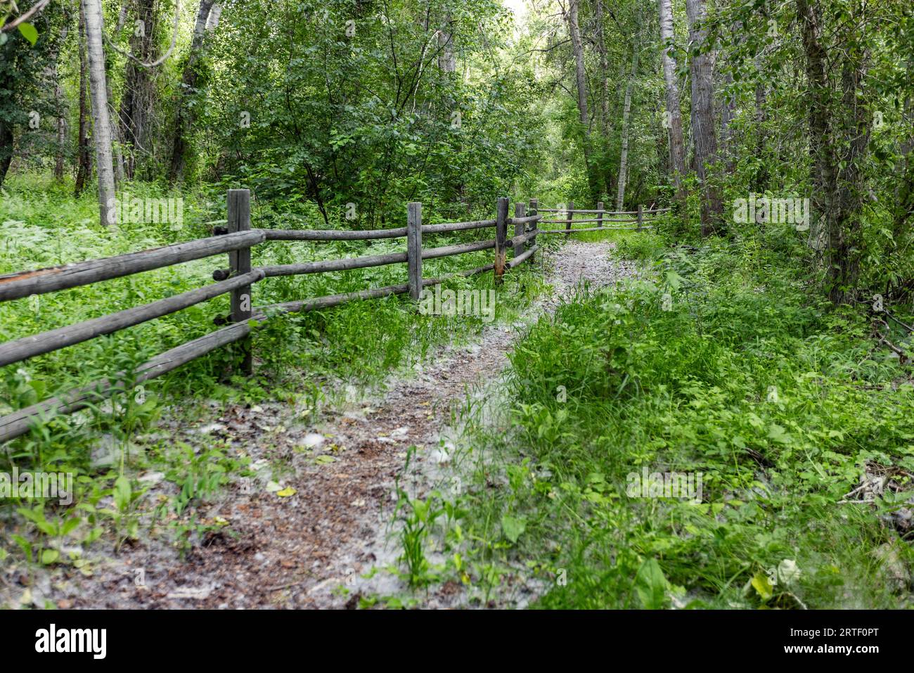 Empty footpath next to rail fence with grass Stock Photo
