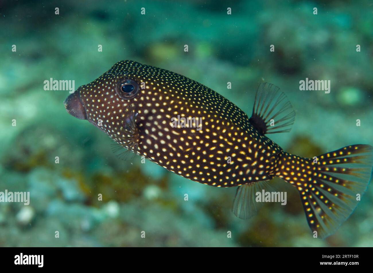 White-spotted Boxfish, Ostracion meleagris, Jemeluk dive site, Amed, Karangasem, Bali, Indonesia Stock Photo