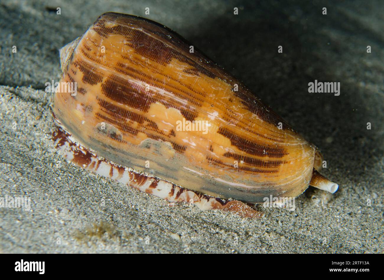 Striated Cone, Conus striatus, night dive, Coral Wall dive site, near Blue Lagoon, Padangbai, near Candidasa, Bali, Indonesia Stock Photo