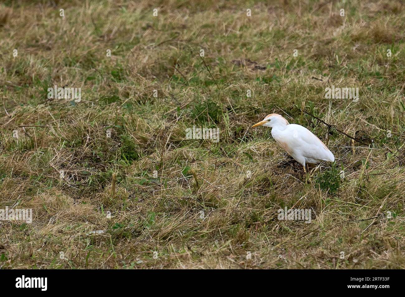 Cattle Egret Stock Photo