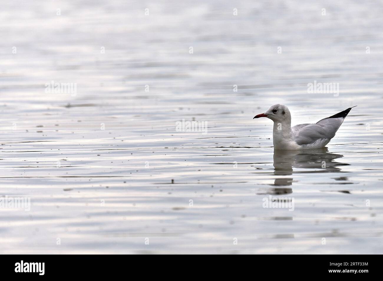 Black-headed gull on the water Stock Photo