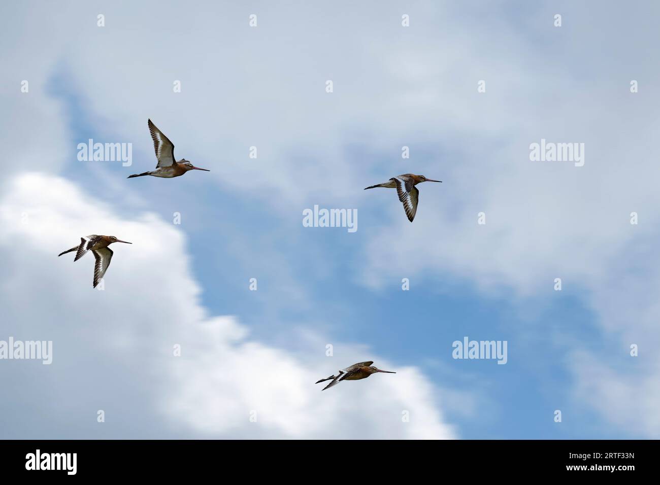 Black-tailed Godwit in flight Stock Photo