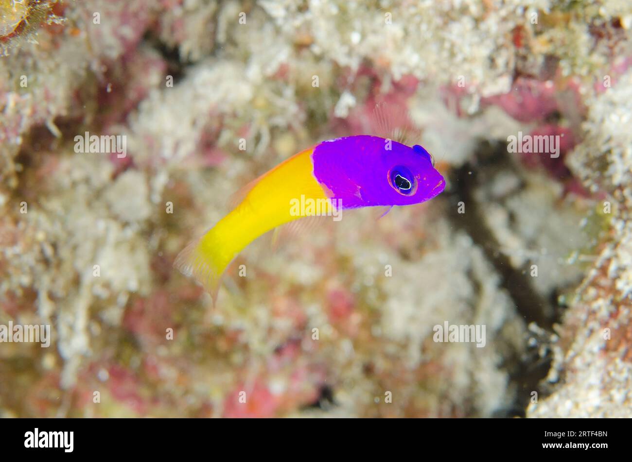 Royal Dottyback, Pseudochromis paccagnellae, Post dive site, Menjangan Island, Buleleng Regency, Bali, Indonesia Stock Photo