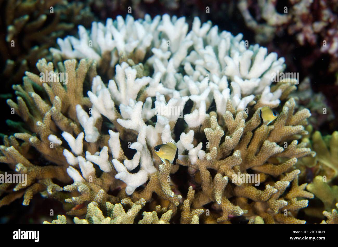 Staghorn Coral, Acropora sp, bleached due to global warming with Blackbar Chromis, Chromis retrofasciata, Mangroves dive site, Menjangan Island, Bulel Stock Photo
