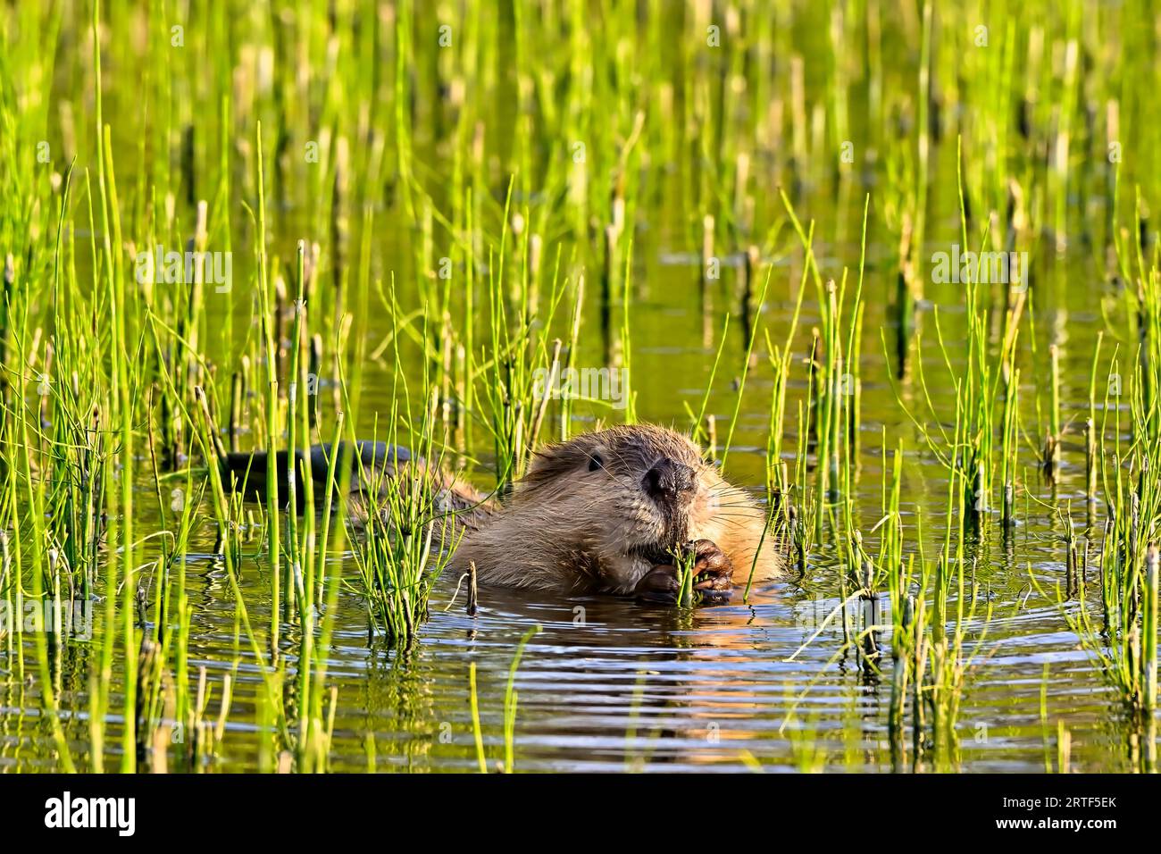 A baby beaver 'Castor canadensis', eating on marsh grass in the water of his home beaver pond Stock Photo