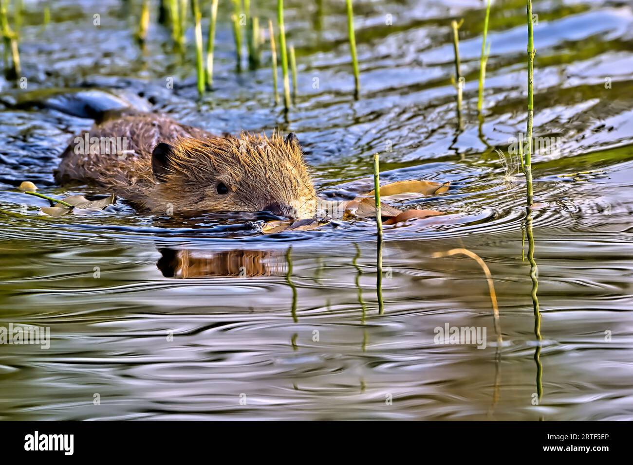 A wild baby Canadian beaver 'Castor canadensis', swimming through the tall marsh grass in a rural Alberta lale. Stock Photo