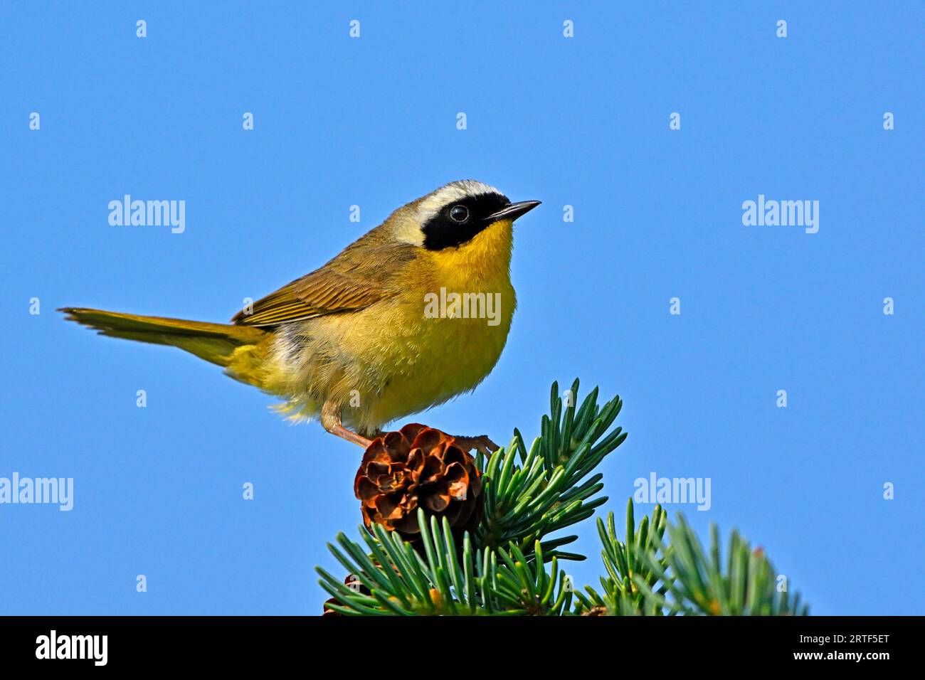 A Common Yellow-throat Warbler male 'Geothlypis trichas', perched on a spruce tree top in his woodland habitat Stock Photo