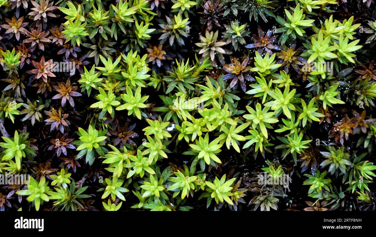 Closeup Landscaope background image made of Polytrichum piliferum bristly haircap Commonly called as karvakarhunsammal, Glashaar Frauenhaarmoos etc Stock Photo